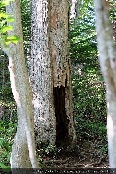 [日本北海道] 知床半島三部曲 - 美景無限知床五湖