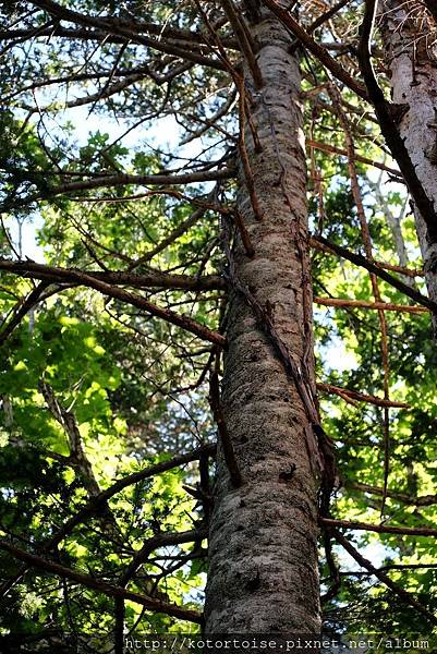 [日本北海道] 知床半島三部曲 - 美景無限知床五湖