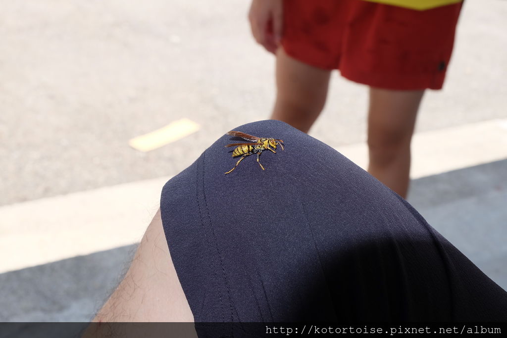 DSCF3373.JPG DSCF3373.JPG