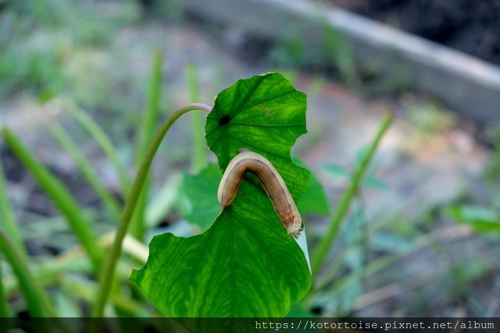 DSCF5306.jpg DSCF5306.jpg