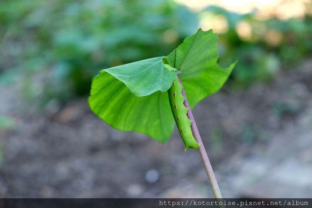 DSCF5308.jpg DSCF5308.jpg