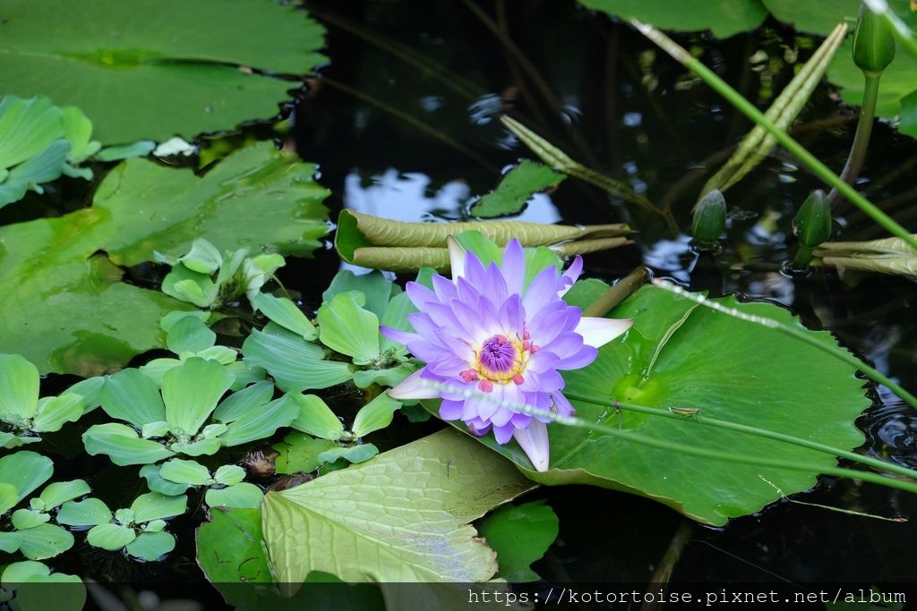 DSCF5310.jpg DSCF5310.jpg