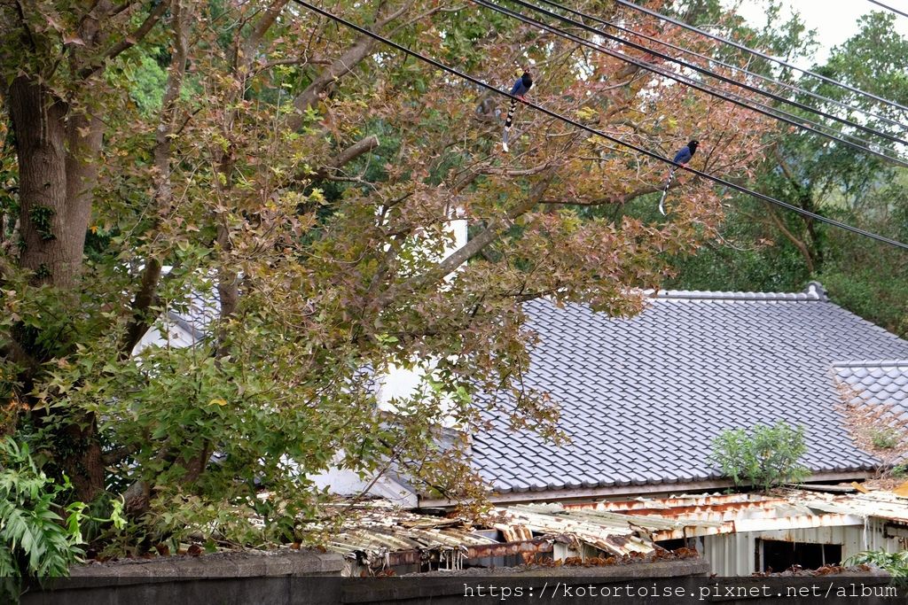 [台灣/台北] 2018.12 陽明山美國渡假村 - 花園洋