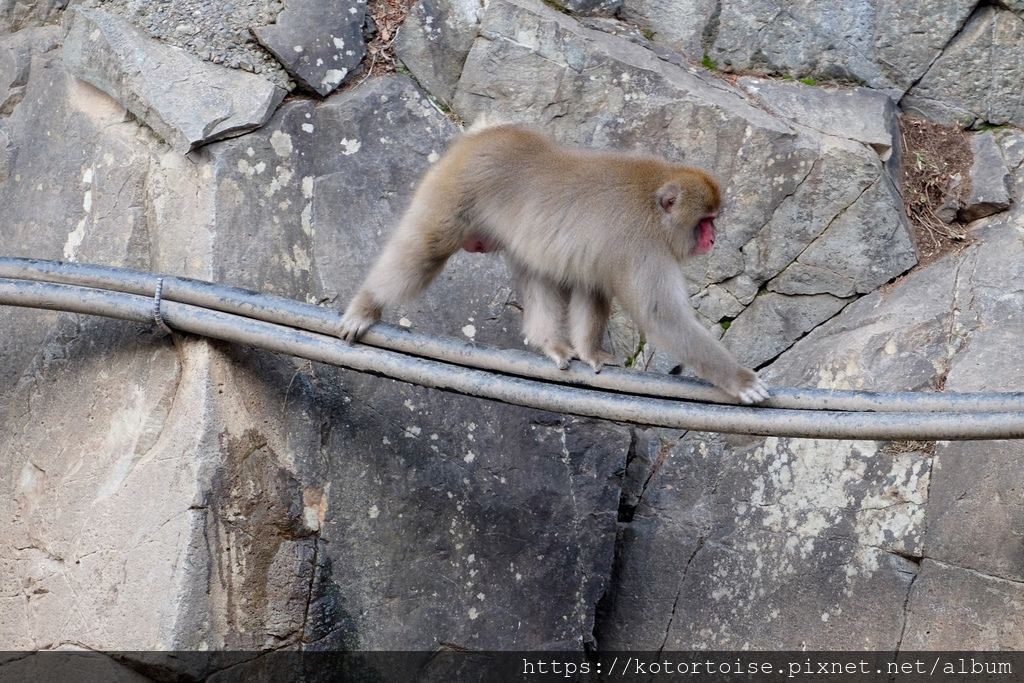 [日本東京] 長野地獄谷野猿公苑 - 看猴子泡溫泉