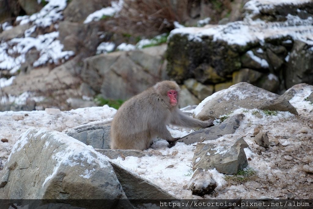 [日本東京] 長野地獄谷野猿公苑 - 看猴子泡溫泉