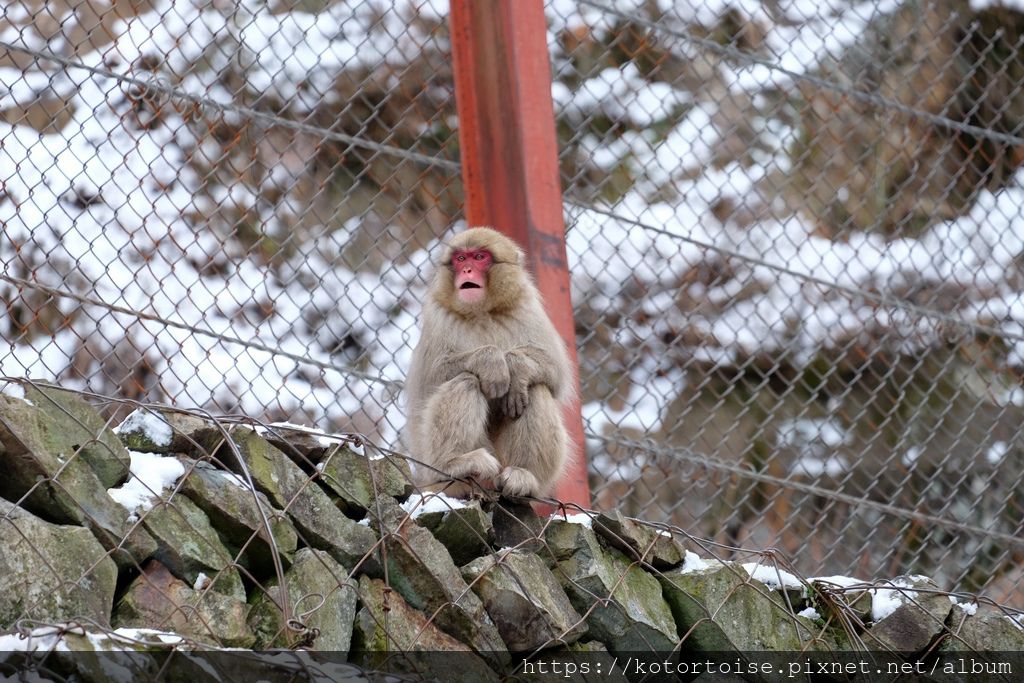 [日本東京] 長野地獄谷野猿公苑 - 看猴子泡溫泉