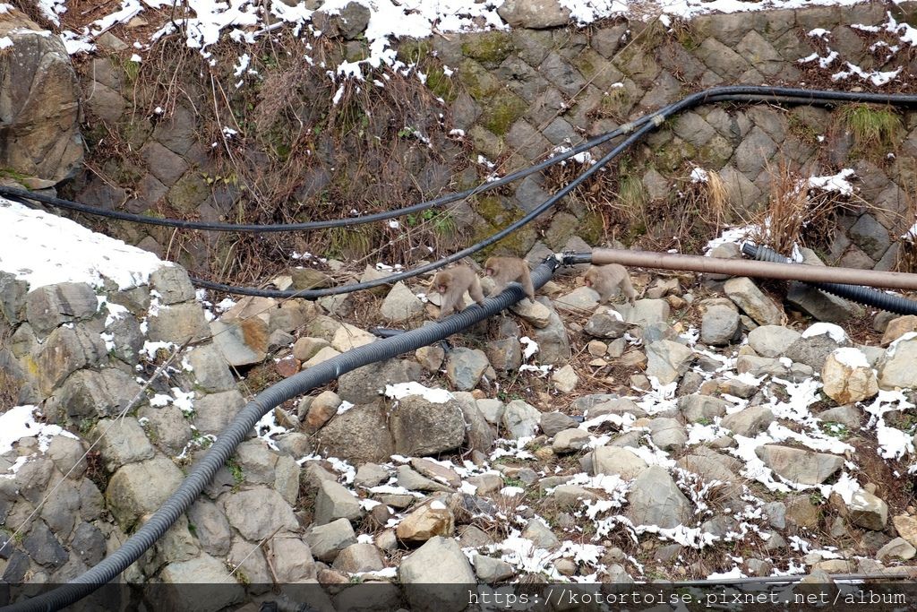 [日本東京] 長野地獄谷野猿公苑 - 看猴子泡溫泉