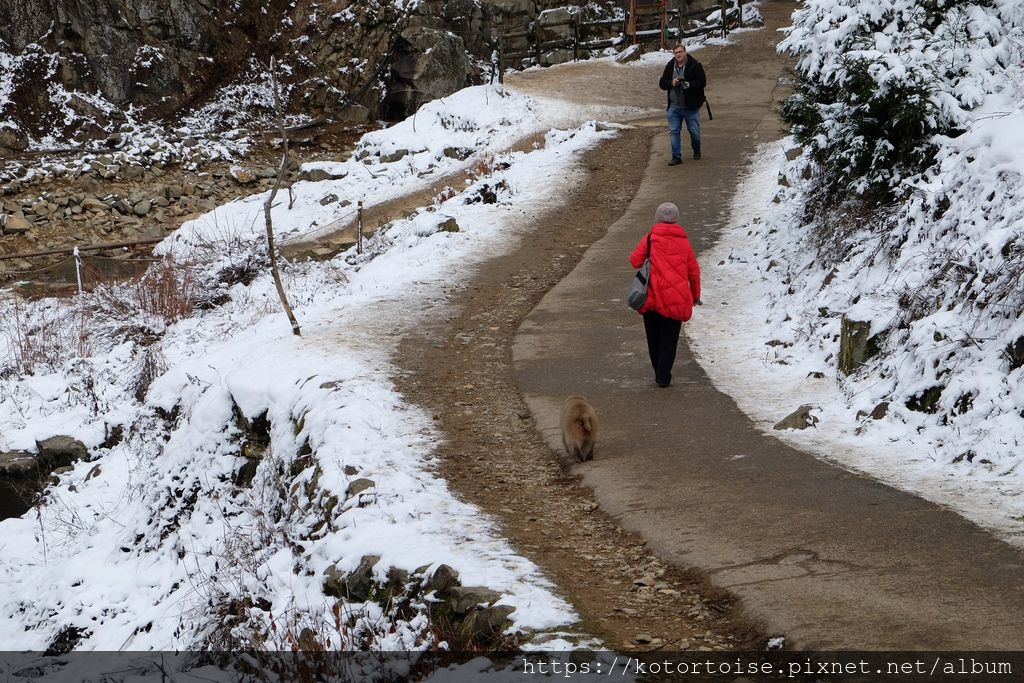 [日本東京] 長野地獄谷野猿公苑 - 看猴子泡溫泉