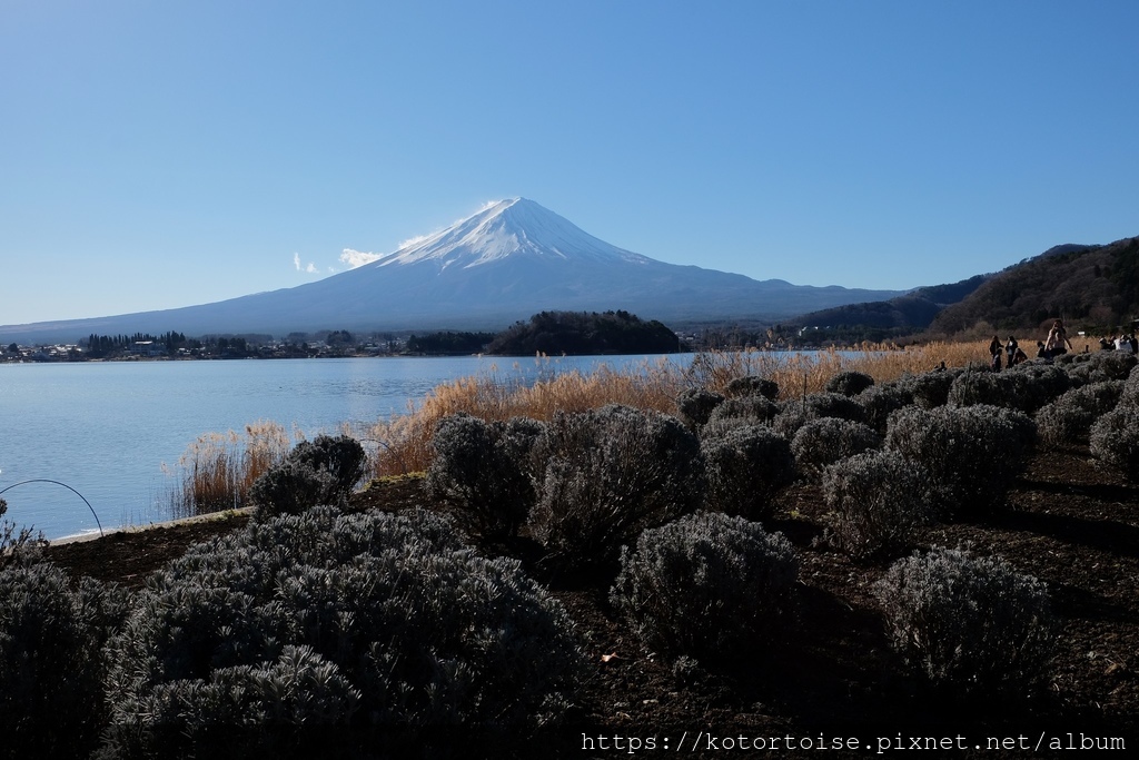 [日本東京] 河口湖大石公園，還有再次見到的紅富士 !