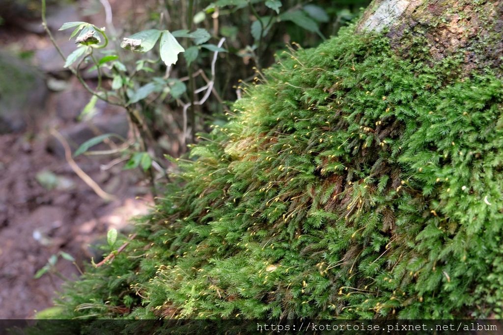 DSCF7503.jpg DSCF7503.jpg