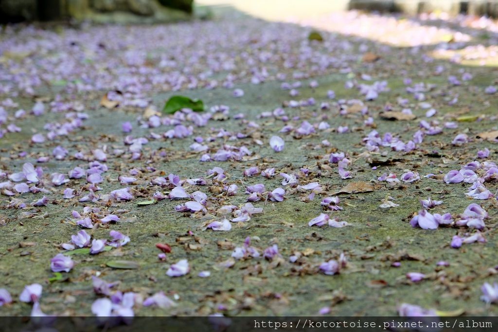 DSCF9136.jpg DSCF9136.jpg