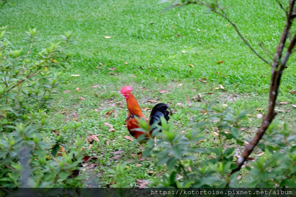 [台灣/苗栗] 2019.6 南庄露露 - 想不到露營也能