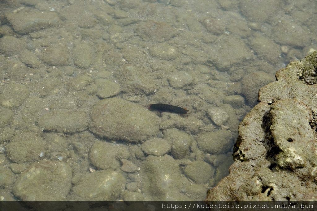 [台灣/台東花蓮] 2019.8 富山護魚區，杉原海水浴場，