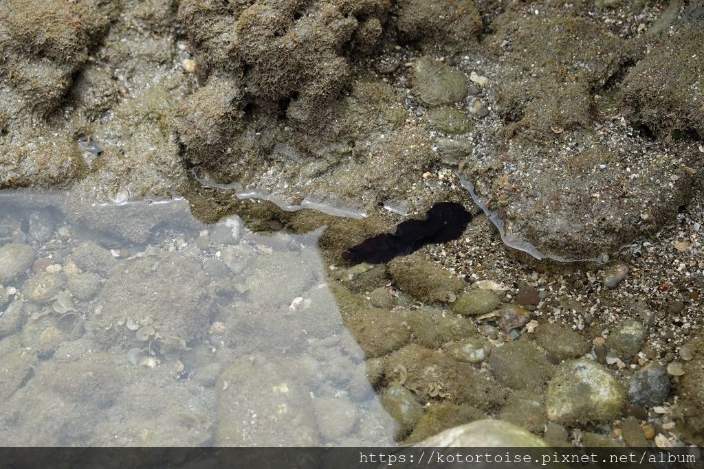 [台灣/台東花蓮] 2019.8 富山護魚區，杉原海水浴場，