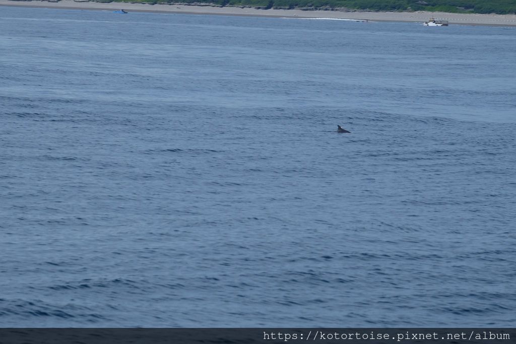 [台灣/花蓮] 2019.8 搭上多羅滿賞鯨豚 - 被海豚