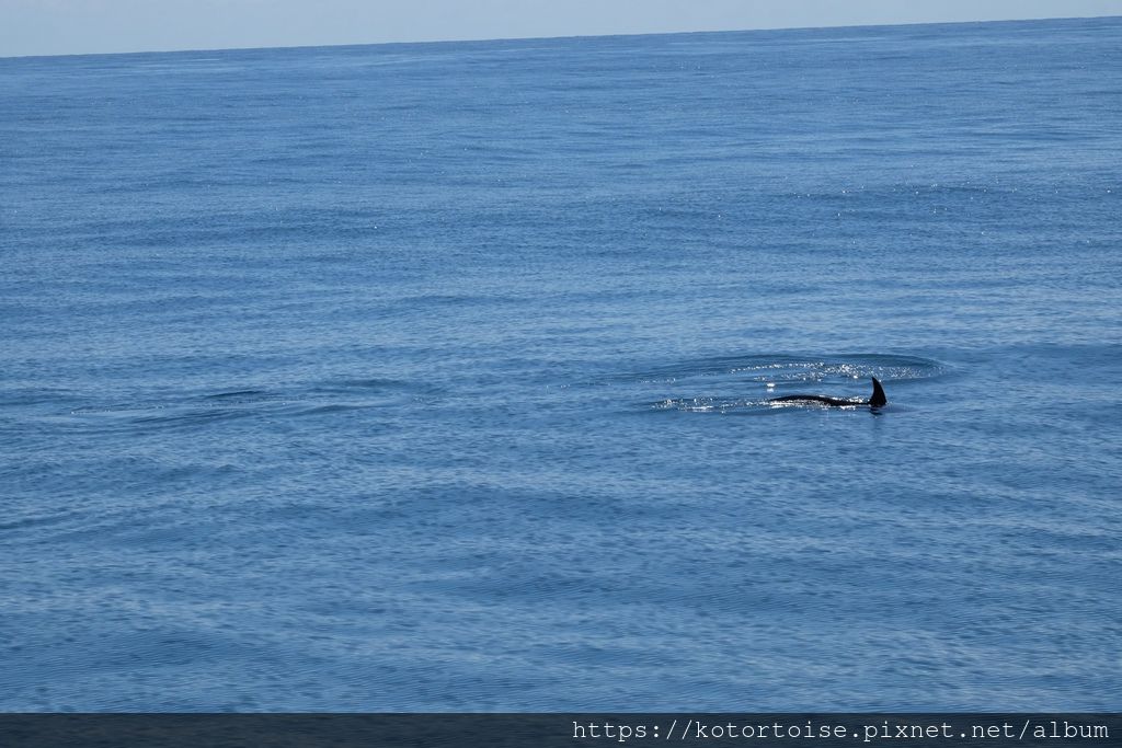[台灣/花蓮] 2019.8 搭上多羅滿賞鯨豚 - 被海豚