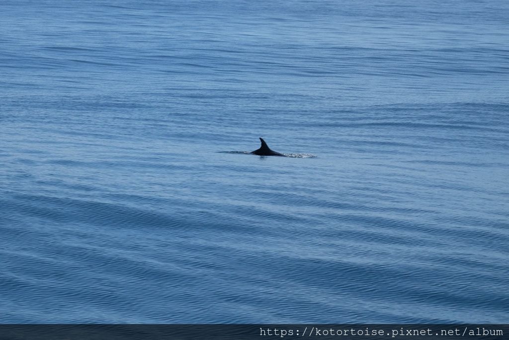 [台灣/花蓮] 2019.8 搭上多羅滿賞鯨豚 - 被海豚