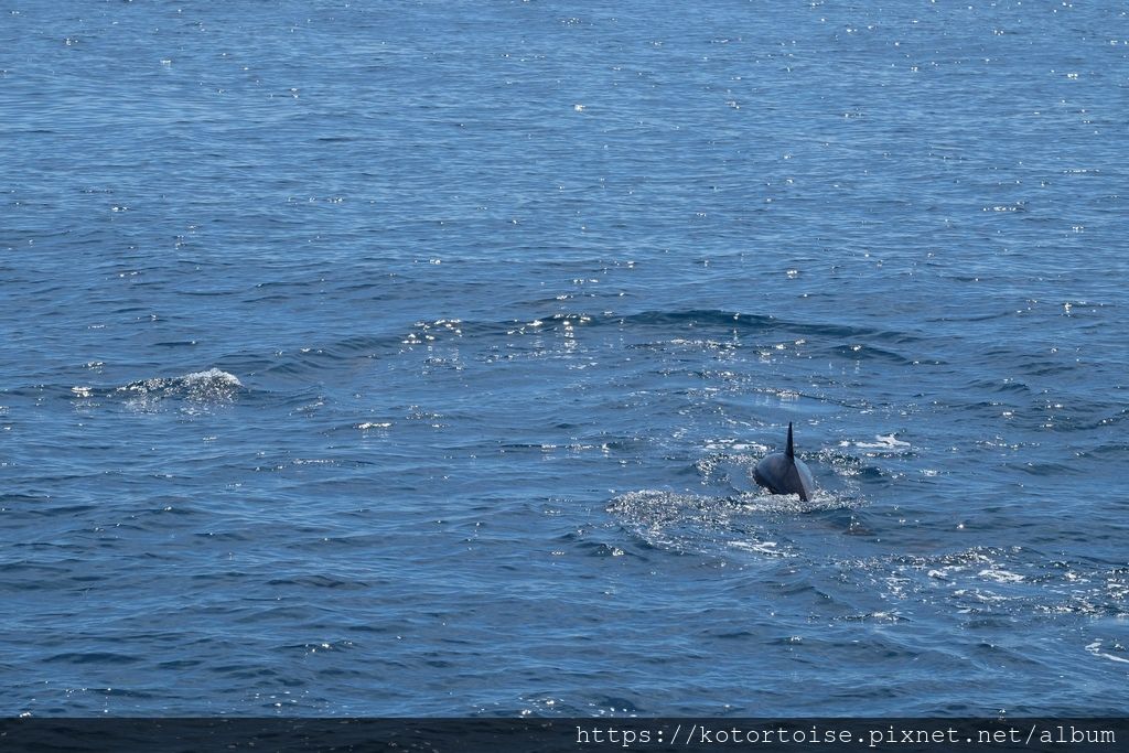 [台灣/花蓮] 2019.8 搭上多羅滿賞鯨豚 - 被海豚