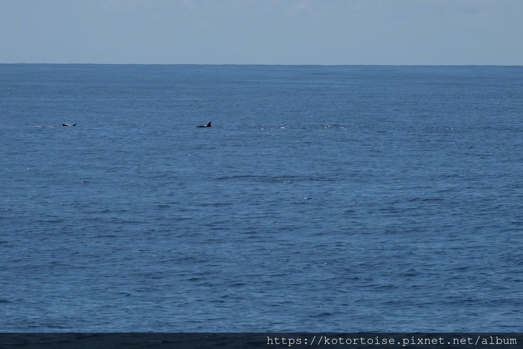 [台灣/花蓮] 2019.8 搭上多羅滿賞鯨豚 - 被海豚