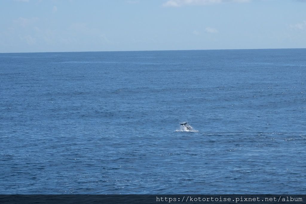 [台灣/花蓮] 2019.8 搭上多羅滿賞鯨豚 - 被海豚