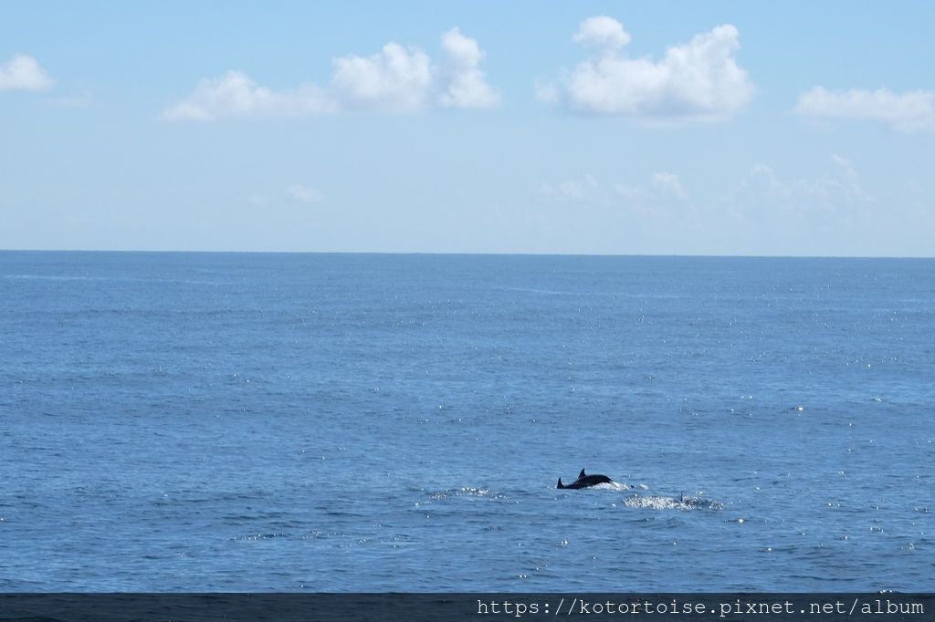 [台灣/花蓮] 2019.8 搭上多羅滿賞鯨豚 - 被海豚