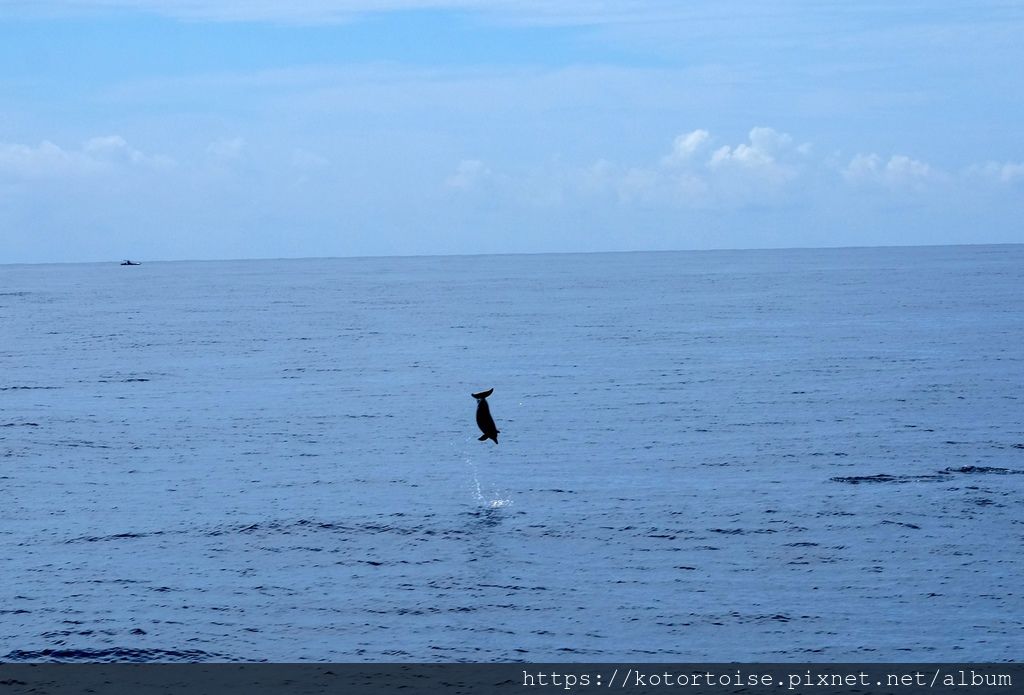[台灣/花蓮] 2019.8 搭上多羅滿賞鯨豚 - 被海豚