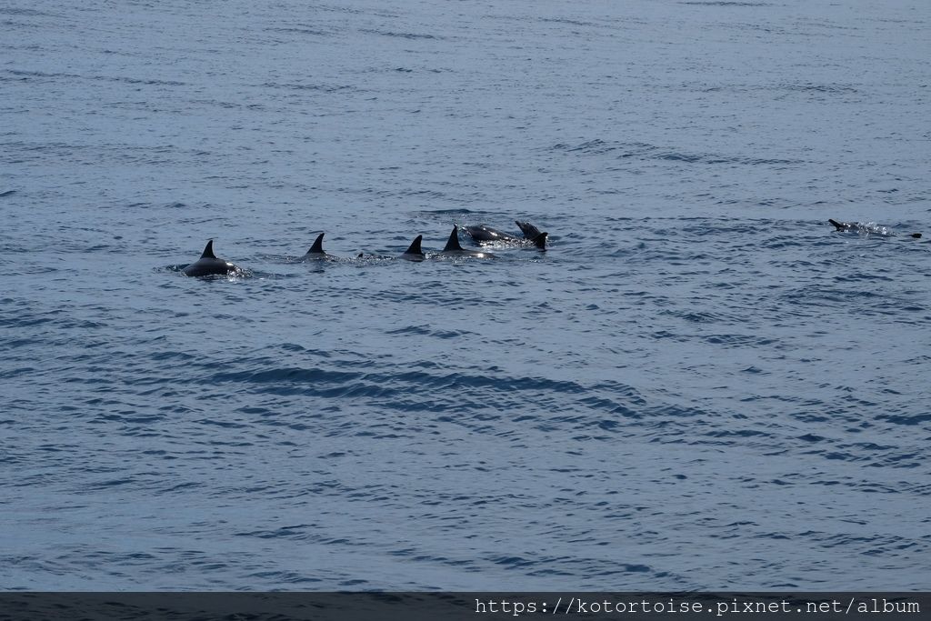 [台灣/花蓮] 2019.8 搭上多羅滿賞鯨豚 - 被海豚