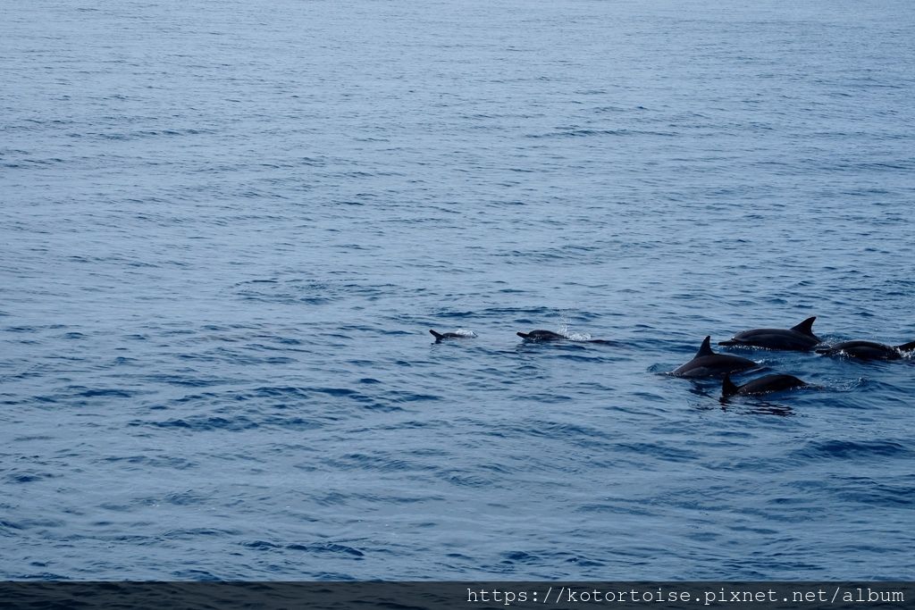[台灣/花蓮] 2019.8 搭上多羅滿賞鯨豚 - 被海豚