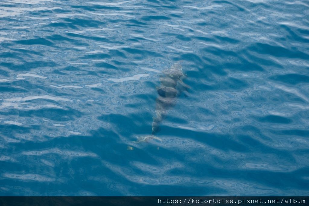 [台灣/花蓮] 2019.8 搭上多羅滿賞鯨豚 - 被海豚