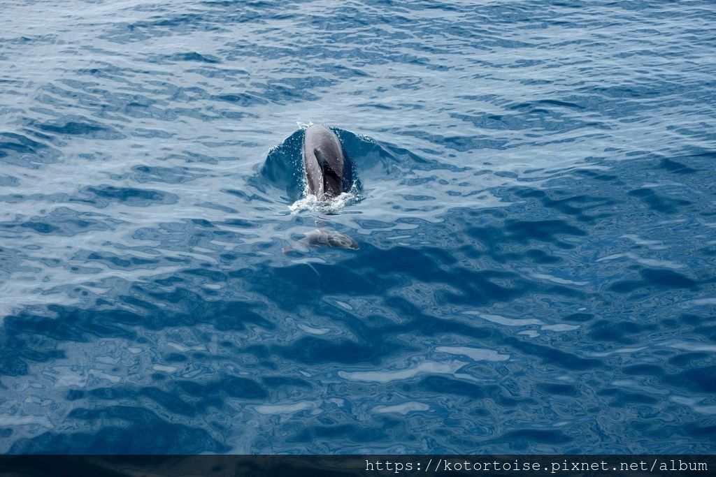 [台灣/花蓮] 2019.8 搭上多羅滿賞鯨豚 - 被海豚