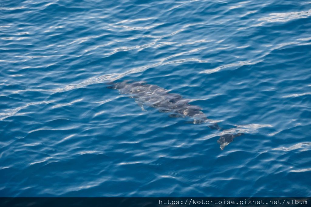 [台灣/花蓮] 2019.8 搭上多羅滿賞鯨豚 - 被海豚