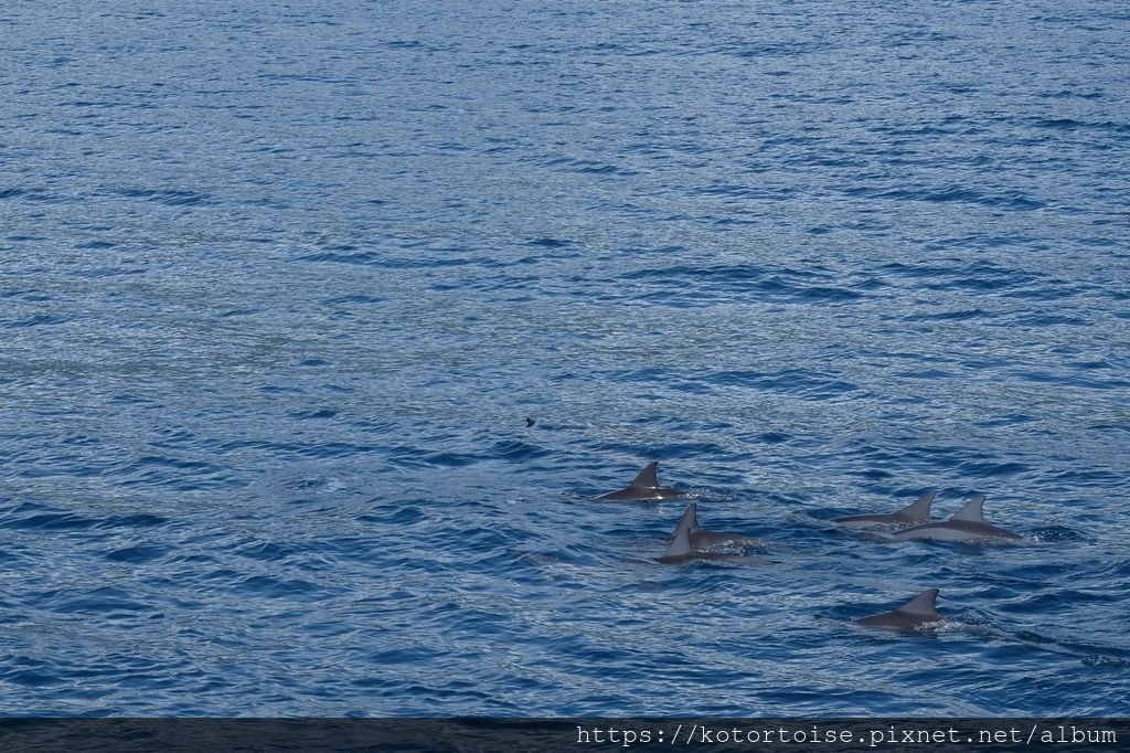[台灣/花蓮] 2019.8 搭上多羅滿賞鯨豚 - 被海豚