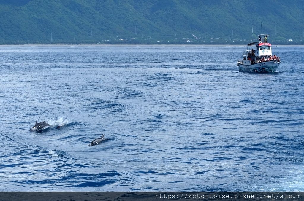 [台灣/花蓮] 2019.8 搭上多羅滿賞鯨豚 - 被海豚