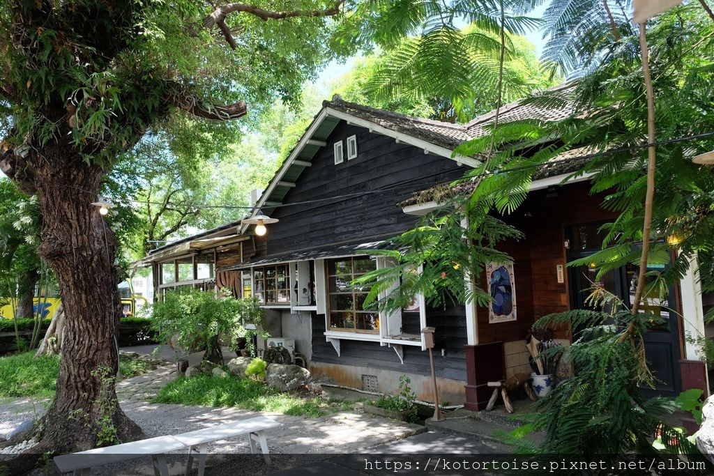 [台灣/花蓮] 2019.8 搭上多羅滿賞鯨豚 - 被海豚