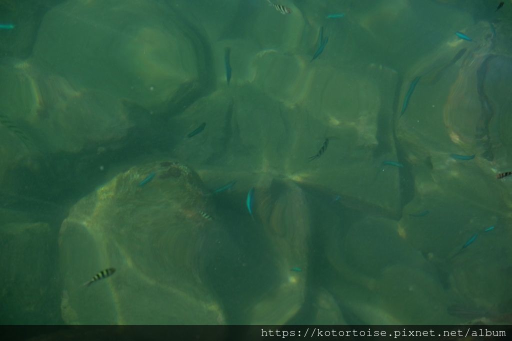 [台灣/基隆] 2019.10 和平島半日遊，天然海水泳池魚