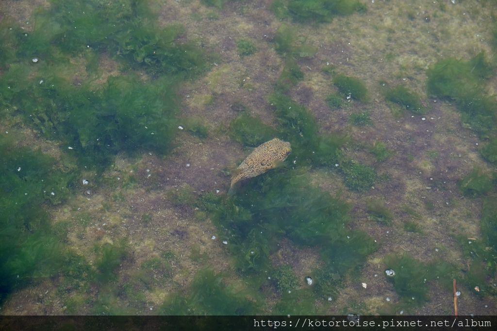 [台灣/基隆] 2019.10 和平島半日遊，天然海水泳池魚