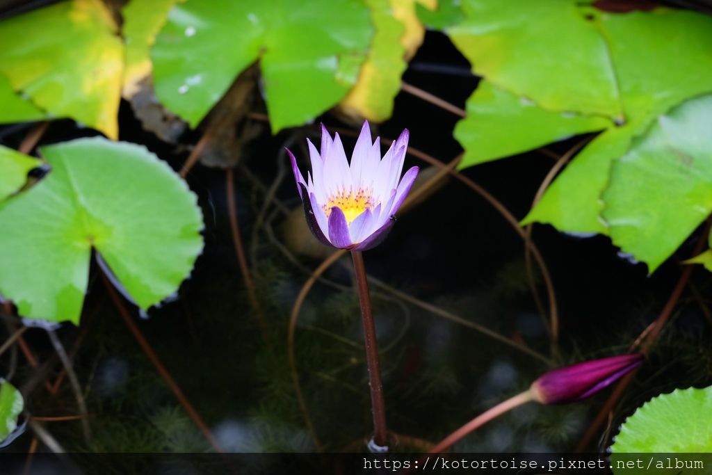 DSCF3737.jpg DSCF3737.jpg