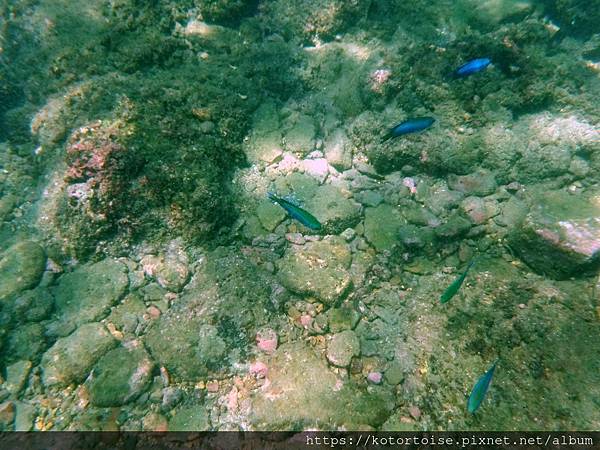 [台灣/基隆] 2020.7 外木山海興游泳池 - 好Hig