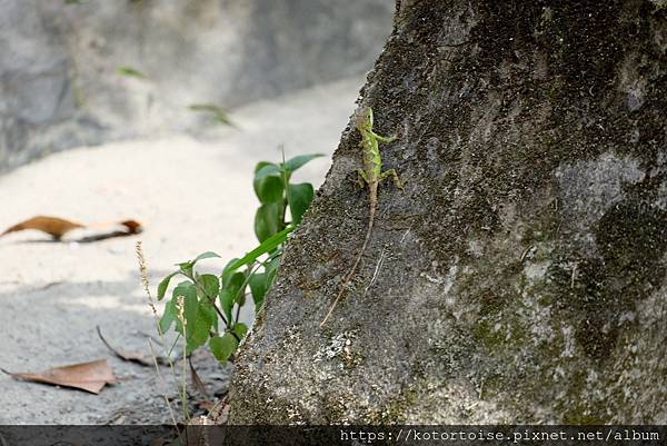 [台灣/新北] 2020.7 再訪福山部落,大羅蘭溪秘境玩水
