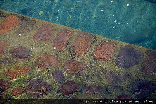 [台灣/新北] 2020.7 再訪福山部落,大羅蘭溪秘境玩水