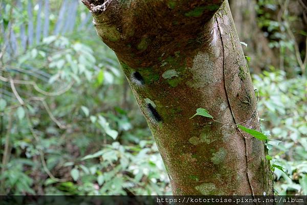 [台灣/新北] 2020.7 再訪福山部落,大羅蘭溪秘境玩水