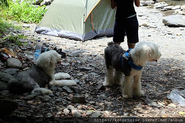 [台灣/新北] 2020.7 再訪福山部落,大羅蘭溪秘境玩水