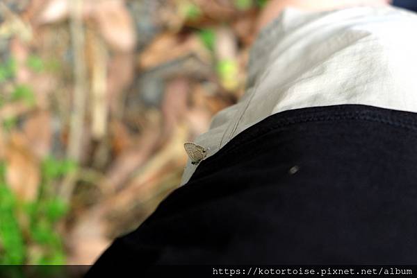 [台灣/新北] 2020.7 再訪福山部落,大羅蘭溪秘境玩水