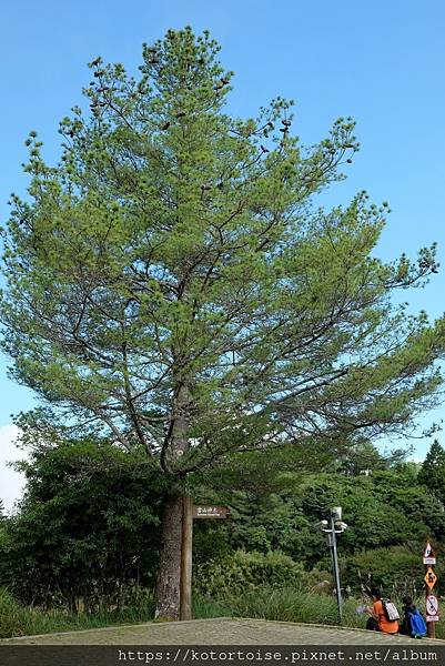 [台灣/東勢] 2020.10 大雪山森林遊樂區: 小神木遇