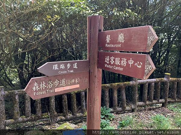 [台灣/東勢] 2020.10 大雪山森林遊樂區: 小神木遇