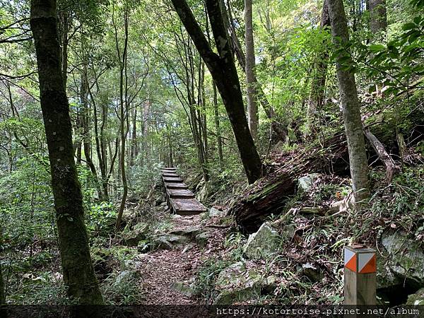 [台灣/東勢] 2020.10 大雪山森林遊樂區: 小神木遇