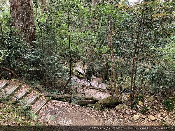 [台灣/東勢] 2020.10 大雪山森林遊樂區: 小神木遇