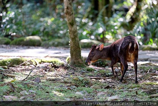 [犛牛的台灣景點] 宜蘭: 隧道那頭的美麗世界