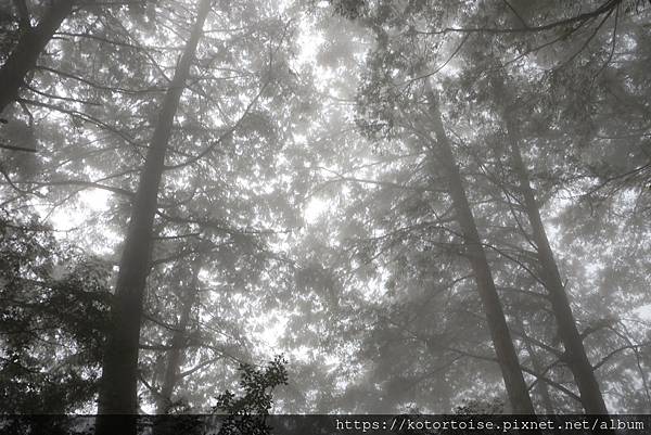 [台灣/宜蘭] 2021.8 宜蘭太平山3天2夜小旅行