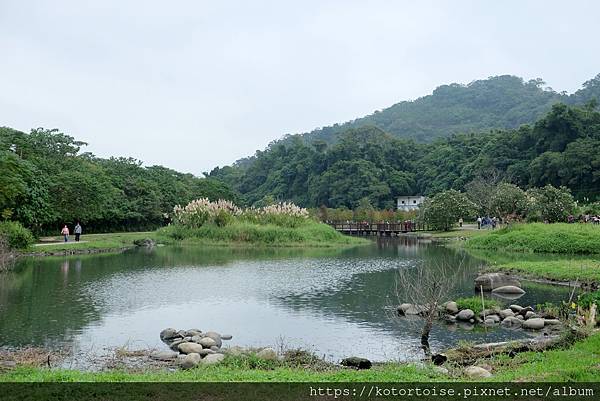 [台灣/桃園] 2021.12 跟流行到大溪月眉人工溼地賞落